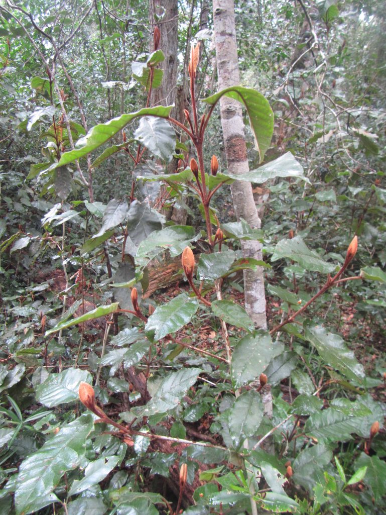 An interesting, fuzzy plant. Anyone know what it's called?