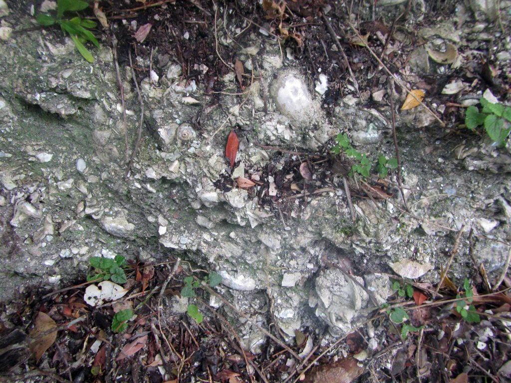 Shell fossils exposed in outcrop near Kalander Hut. 