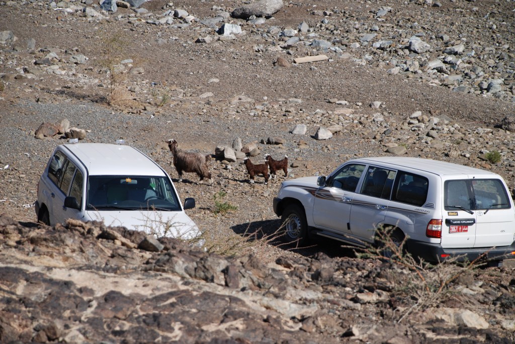 Baby goats 1. Oman, January 2009.