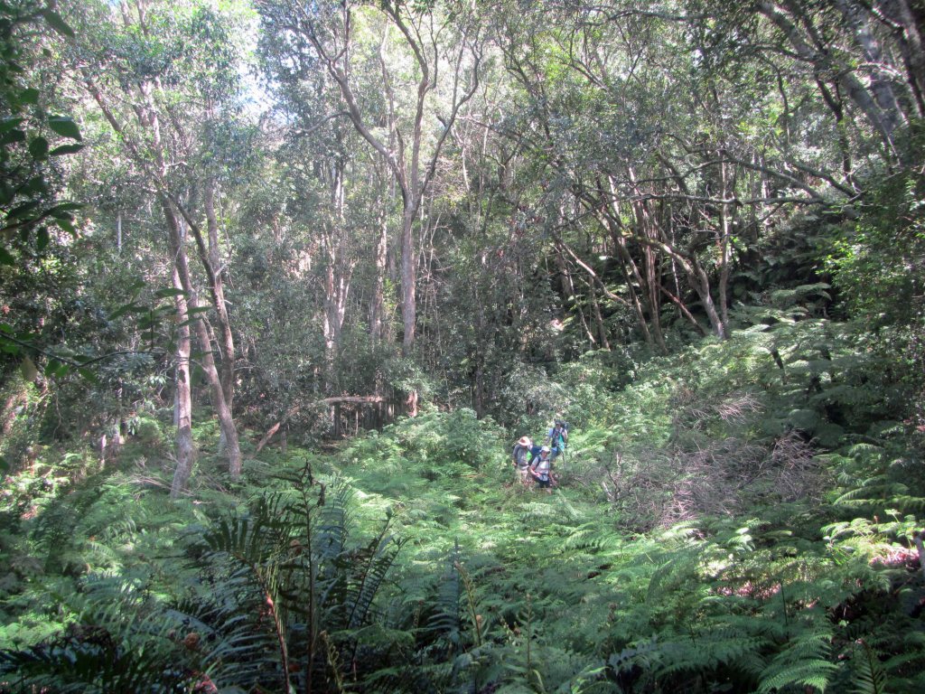 The forest near the Bloukrantz River. 