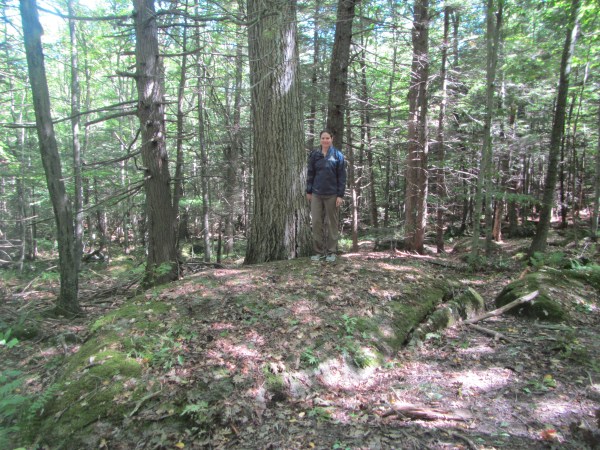 Fox Forest #3. A glacial erratic boulder, with geologist on top for scale. 