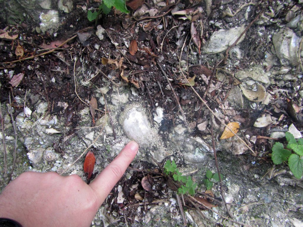 Shell fossils, with finger for scale. 