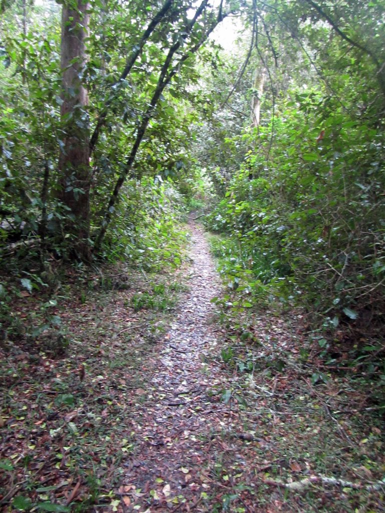 The path through the forest. 