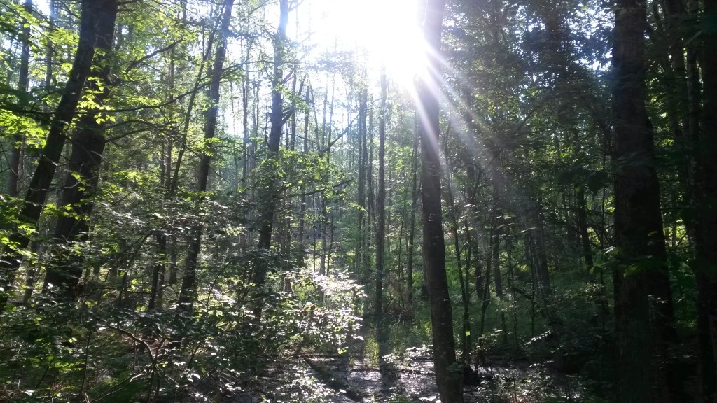 Forest View, New Hampshire. 