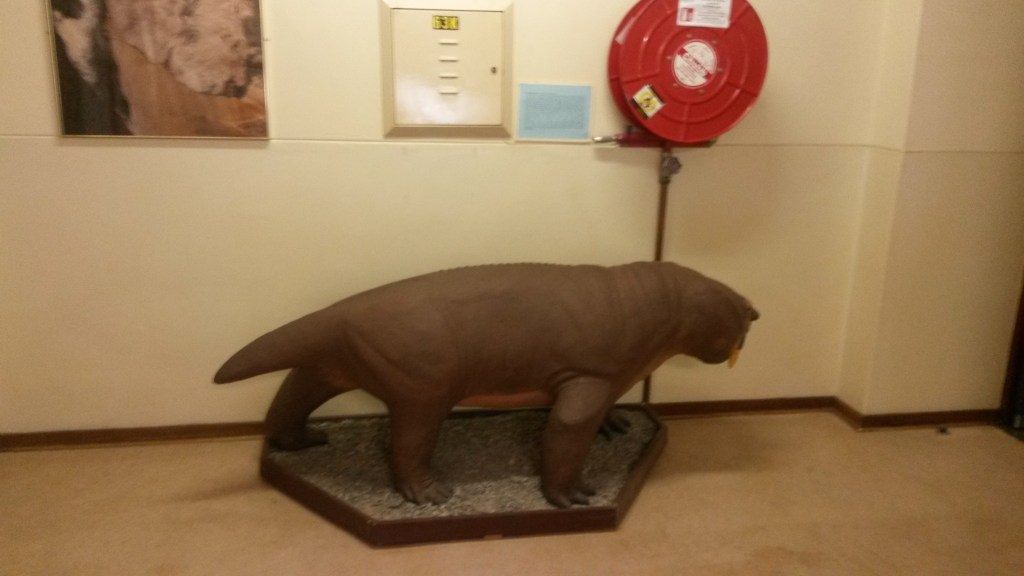 The aulocephalodon model, from the side. 