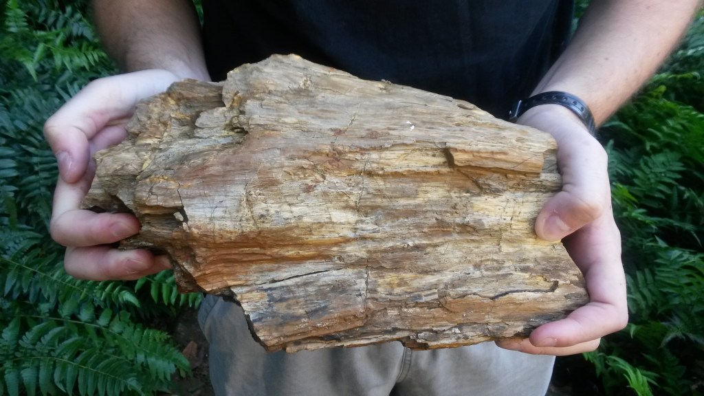 Petrified log at Kirstenbosch Gardens, held by my husband. 