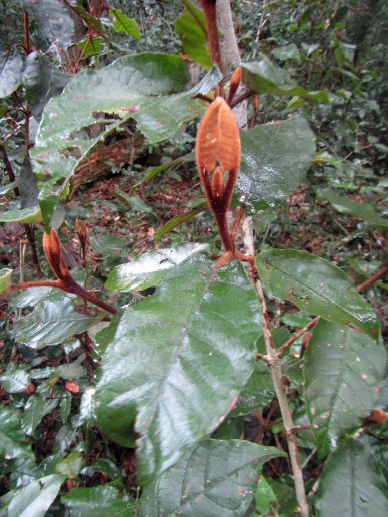 Another view of the fuzzy plant. 