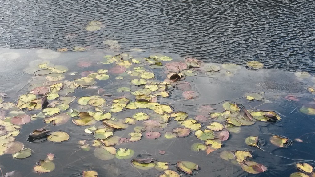 Ice on a partially-frozen wetland pond, New Hampshire, November 2014. 