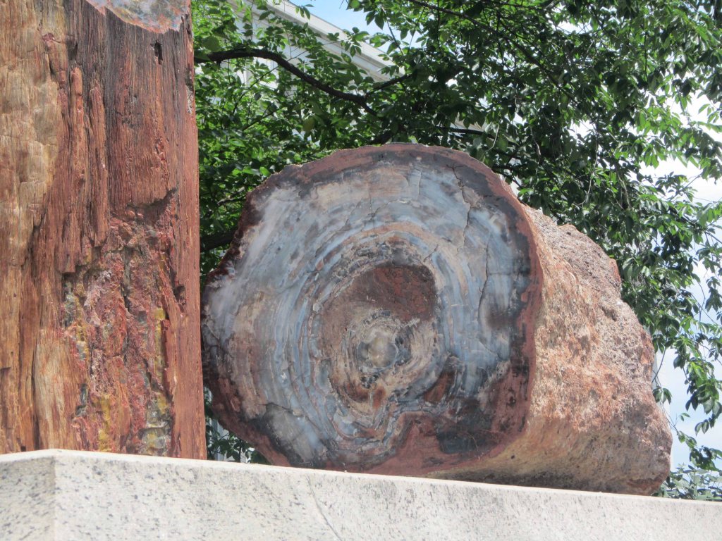 Another view of the petrified wood in front of the Smithsonian, June 2014. 