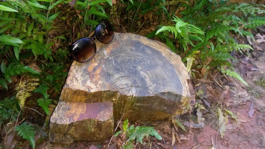 Petrified wood, with sunglasses for scale. 