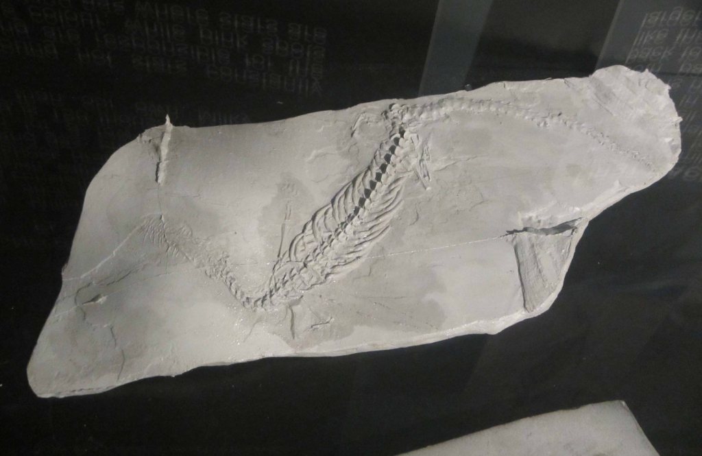 This didn't have a sign, but I think it's a mesosaurus? Well, it was near the mesosaurus geological sign :-)