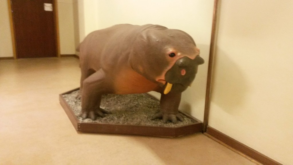 The Aulocephalodon model, from the front. 