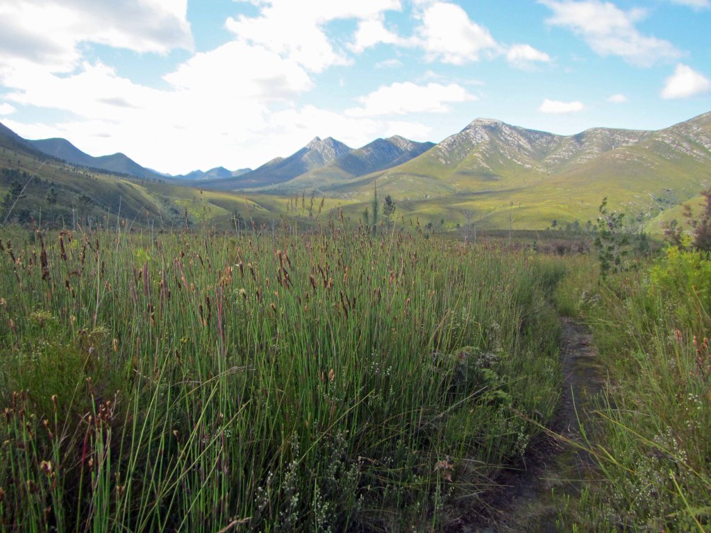 Mountain views while walking through the fynbos. 