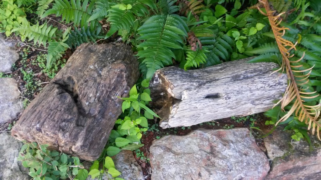 More petrified wood. 