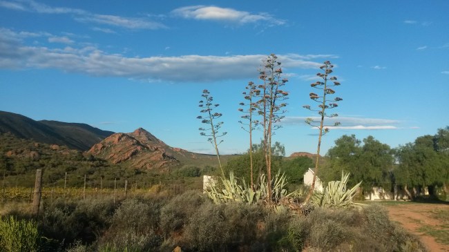 Red conglomerate hills and impressive aloe. 
