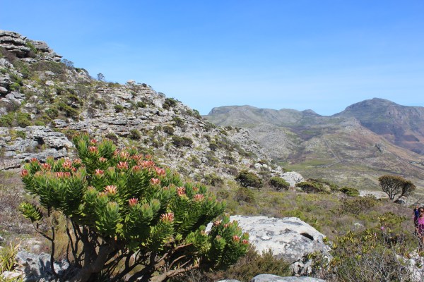 Silvermine #21. A protea bush that survived the fire. 