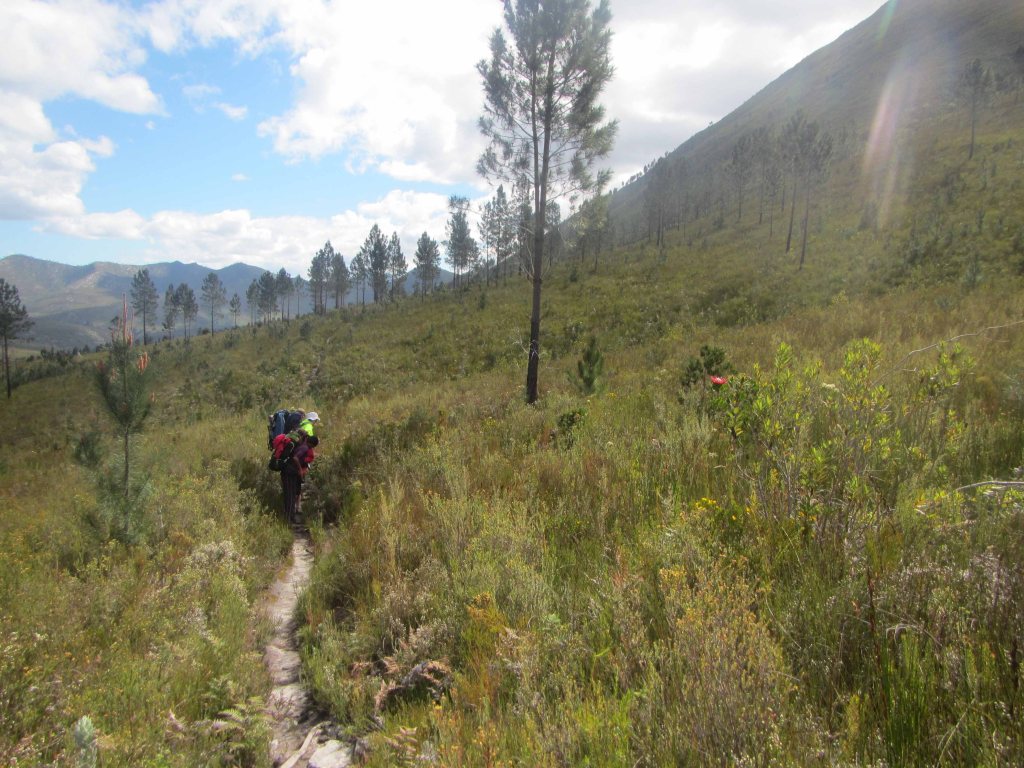 Checking out a king protea. 