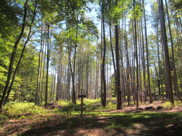 Fox Forest #16. Fading afternoon light in the forest, near the entrance to the hiking trail. 
