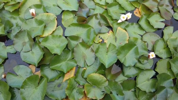 Elephant's Eye Hike #22. Yet another view of the water lilies. 