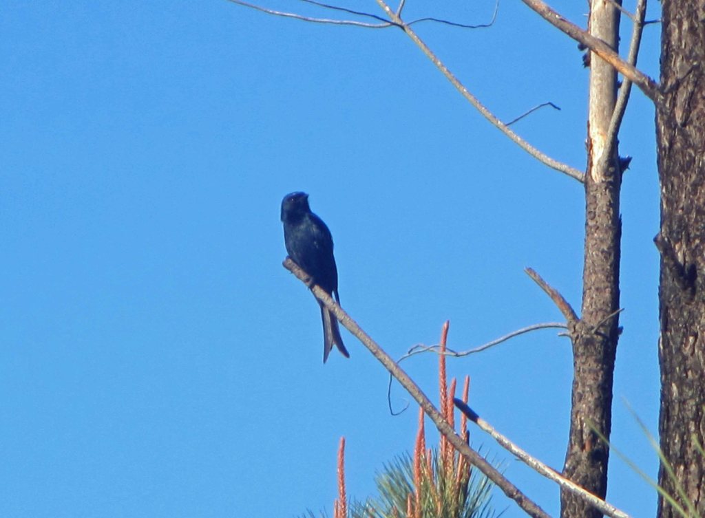 A pretty black bird. 