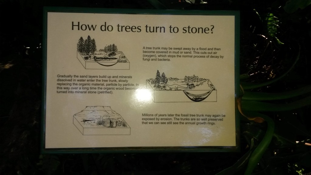 Sign #2 explaining how petrified wood is formed. 