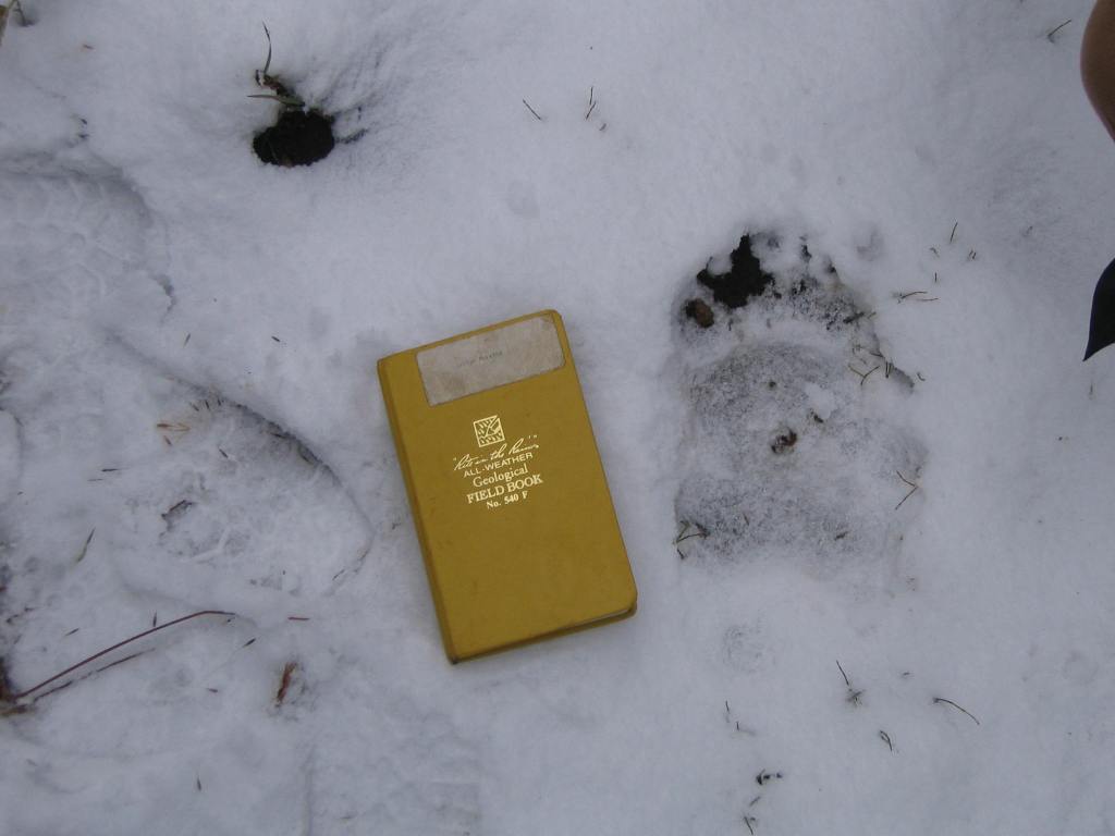 Bear track, with a Rite-in-the-Rain Geological Field Notebook for Scale, Montana, Fall 2005.