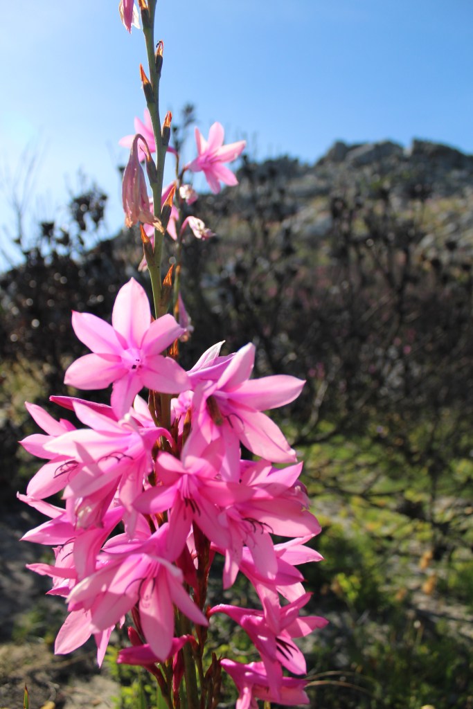 Silvermine #12. Up close shot of watsonia flowers. 