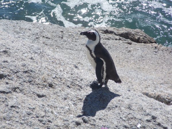 Boulders Beach #10. 
