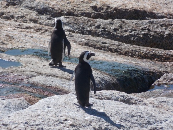 Boulders Beach #7. 